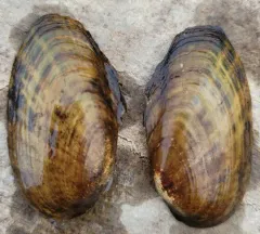 Rainbow Mussel thumbnail 3
