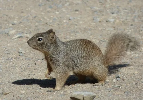 Rock Squirrel