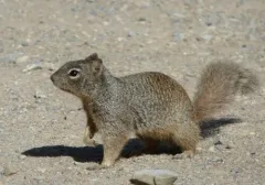 Rock Squirrel thumbnail 1