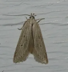 Fernald's Helcystogramma Moth thumbnail 2