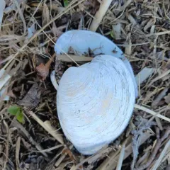Northern Quahog thumbnail 2