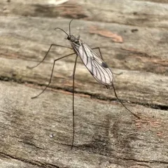 Cramptonomyia spenceri thumbnail 3