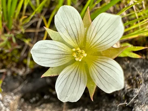 Woolly Meadowfoam