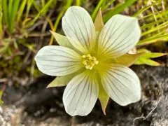 Woolly Meadowfoam thumbnail 1