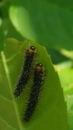 Spiny Ash Sawfly thumbnail 4