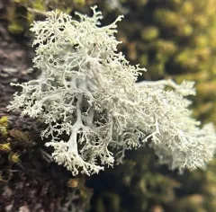 Frayed Ribbon Lichen thumbnail 2