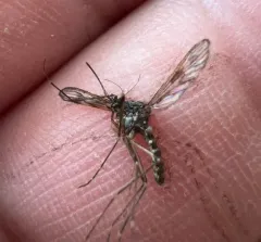 Cold Weather Mosquito thumbnail 4