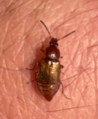 Amphichroum maculatum