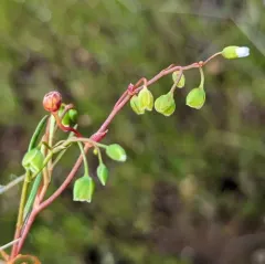 Narrow-leaved Montia thumbnail 2