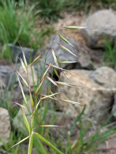 slender wild oat