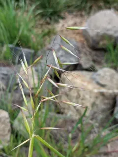 slender wild oat thumbnail 1