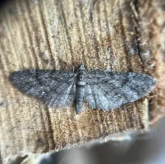 Eupithecia columbiata thumbnail 4