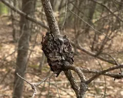 Pine-oak gall rust thumbnail 1