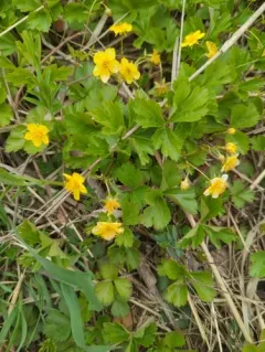 Siberian barren strawberry thumbnail 3