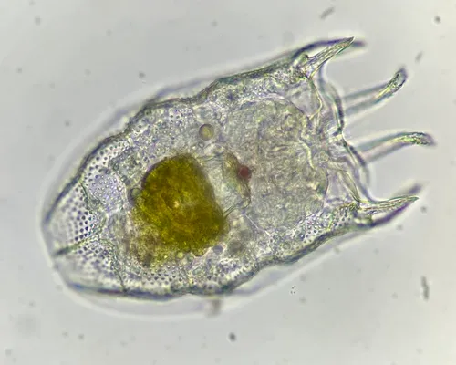 Keratella serrulata