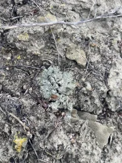 Rimmed Lichen thumbnail 1