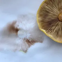Golden Pholiota thumbnail 2