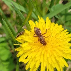 Imbricate Cuckoo Nomad Bee thumbnail 1