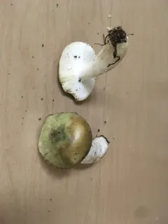Russula phoenicea thumbnail 1
