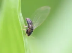 Persimmon Psyllid thumbnail 2