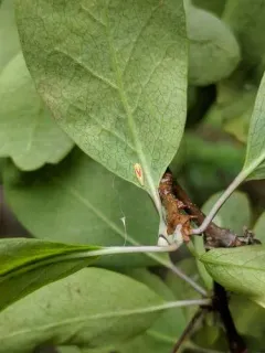 Erythridula victorialis thumbnail 4