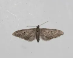 Eupithecia matheri thumbnail 3