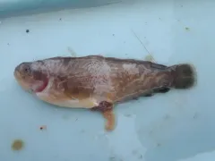 Prowfish thumbnail 4
