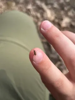 Cimberis elongata thumbnail 3