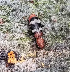 Wavering Checkered Beetle thumbnail 3