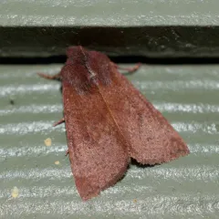 Orthosia transparens thumbnail 3