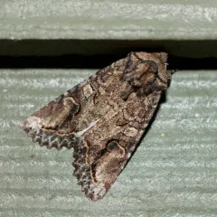 Brown Woodling thumbnail 3