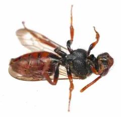 True Cuckoo Nomad Bee thumbnail 1