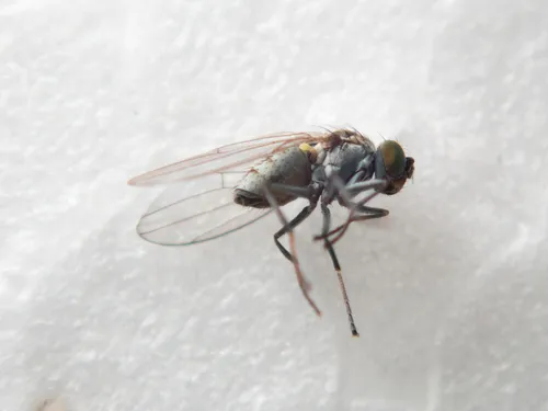 Smaller Rice Leafminer