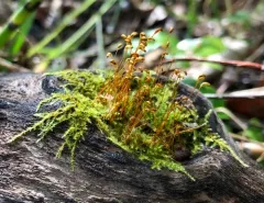 creeping feather-moss thumbnail 2