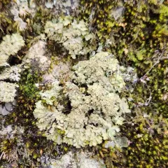 Scaly Shadow Lichen thumbnail 3