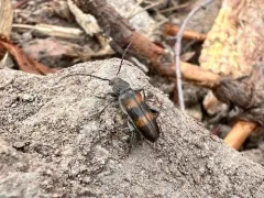 Firtree Borer thumbnail 3