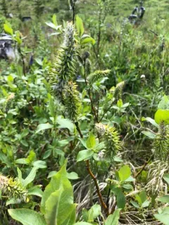 Tweedy's Willow thumbnail 3