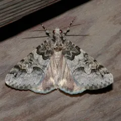 Drasteria sabulosa thumbnail 3