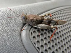 Strenuous Grasshopper thumbnail 2