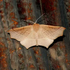 Tetracis cervinaria thumbnail 4