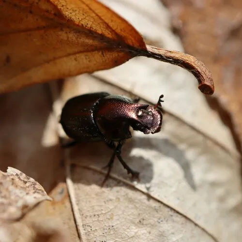 Green-bronze Dung Beetle