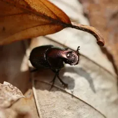 Green-bronze Dung Beetle thumbnail 1