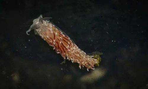 Moss Landing Aeolid