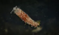 Moss Landing Aeolid thumbnail 1