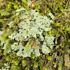 Powder-tipped Shadow Lichen thumbnail 2
