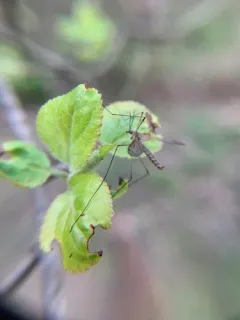 Tipula aprilina thumbnail 3