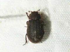 Even Hide Scarab Beetle thumbnail 1