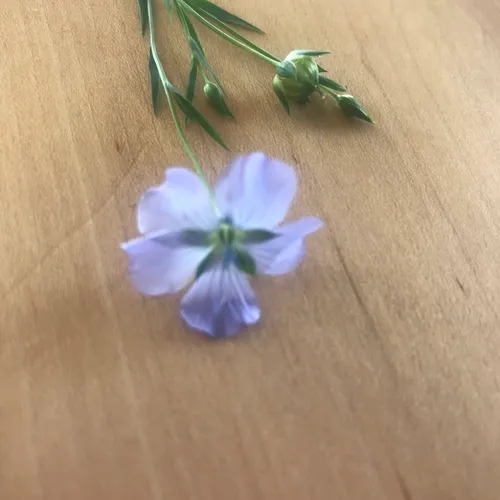 common flax
