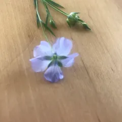common flax thumbnail 1