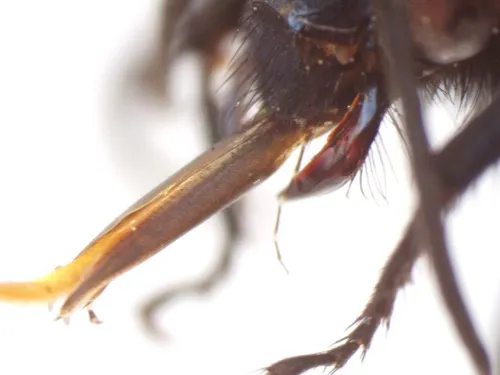 Melecta edwardsii